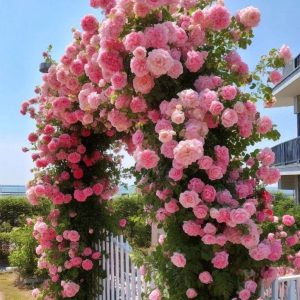 Роза Пастель Розе купить по цене от 605р. в интернет-магазине «Посадика» с доставкой почтой в в Яранске и по всей России – [изображение №1].