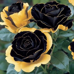 Роза Ханни Сикл купить по цене от 700р. в интернет-магазине «Посадика» с доставкой почтой в в Яранске и по всей России – [изображение №1].