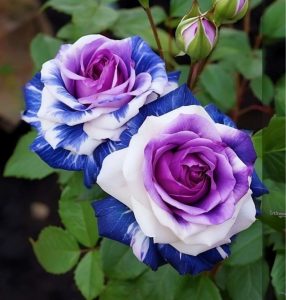 Роза Айвори Каскад купить по цене от 420р. в интернет-магазине «Посадика» с доставкой почтой в в Яранске и по всей России – [изображение №1].