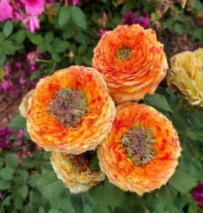 Роза Золотой Мираж купить по цене от 420р. в интернет-магазине «Посадика» с доставкой почтой в в Яранске и по всей России – [изображение №1].