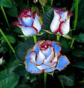 Роза Сафайер Пэтл купить по цене от 450р. в интернет-магазине «Посадика» с доставкой почтой в в Яранске и по всей России – [изображение №1].